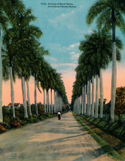 Viale di palme reali, Cuba, c1920 da Unbekannt