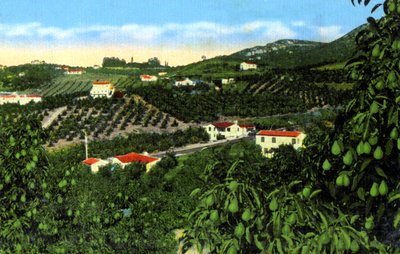 Boschi di avocado, San Diego, California, USA, c1900s da Unbekannt