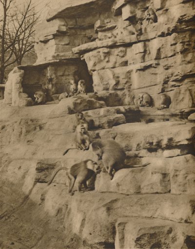 Babbuini nel loro ambiente naturale sulla Collina delle Scimmie, c1935 da Unbekannt