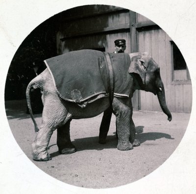 Elefantino allo zoo, circa 1890 da Unbekannt