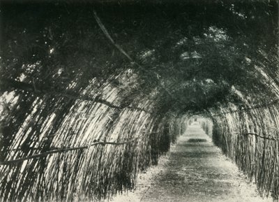 Viale di bambù a Barrackpore, 1904, 1925 da Unbekannt