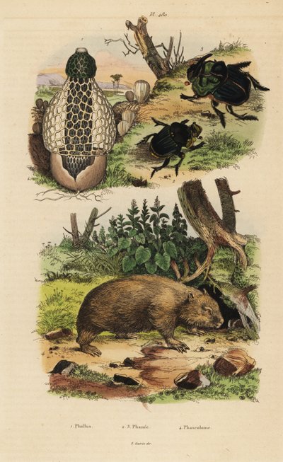 Fungo di bambù, Phallus indusiatus 1, scarabei stercorari, Coprophanaeus ensifer 2 e Diabroctis mimas 3, e vombato comune, Vombatus ursinus 4 da Unbekannt