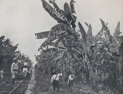Piantagione di banane, 1924 da Unbekannt
