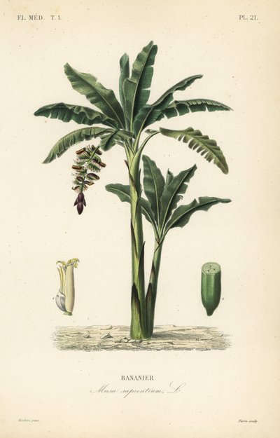 Albero di banane, Musa paradisiaca da Unbekannt
