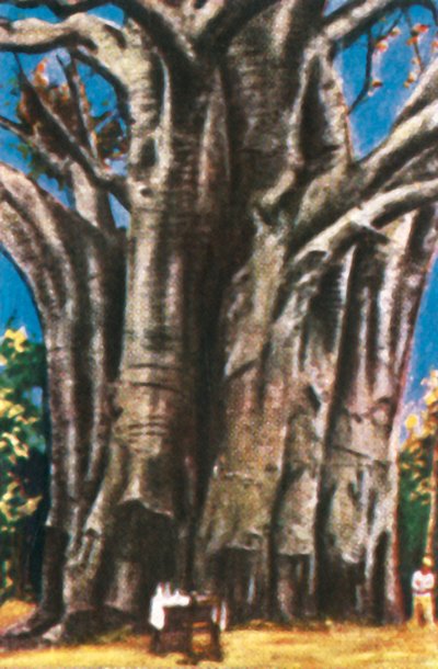 Baobab, Monti Usambara, c1928 da Unbekannt