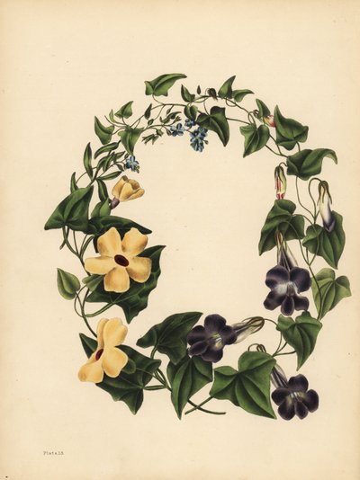 Maurandia di Barclay, Maurandya barclayana, la Thunbergia alata, Memoria; Non ti scordar di me, Myosotis scorpioides da Unbekannt
