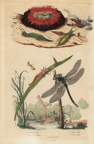 Lumaca a bolle di botte, Acteon tormatilis 1, anemone di mare, Actinia equina 2, falena dalle lunghe corna giallo-barre, Nemophora degeerella 3, libellula marrone, Aeshna grandis 4 da Unbekannt