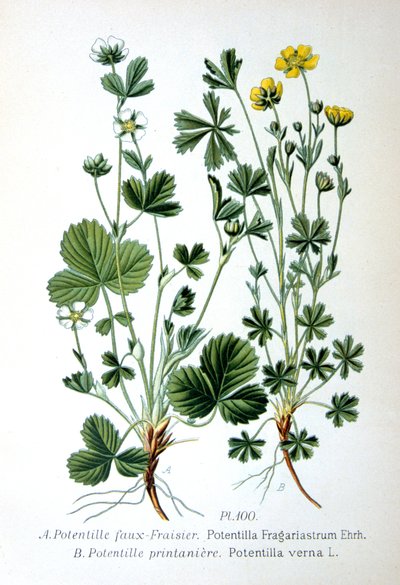 Fragola sterile e cinquefoglia primaverile, 1893 da Unbekannt
