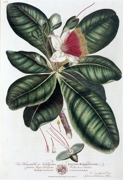 Barringtonia da Unbekannt