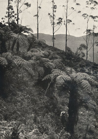 Felci arboree Alsophila crinita e altre, 1926 da Unbekannt