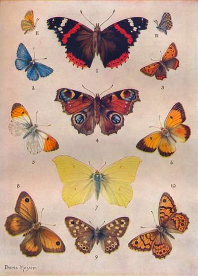 Belle farfalle delle Isole Britanniche, c1934 da Unbekannt