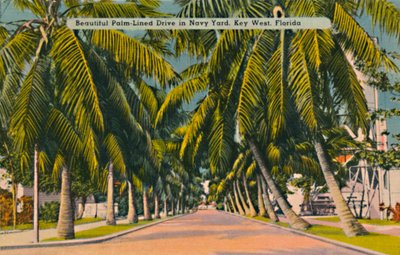 Bellissimo viale fiancheggiato da palme nel cantiere navale, Key West, Florida, c1940s da Unbekannt