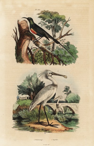Nettarinia splendida, Cinnyris pulchella, e spatola comune, Platalea leucorodia da Unbekannt