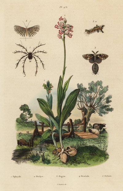 Orchidea ape, orchidea scimmia, falena arrugginita, falena a venti piume, acaro Oribata geniculata da Unbekannt