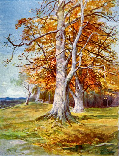 Faggio, Autunno, 1900 da Unbekannt