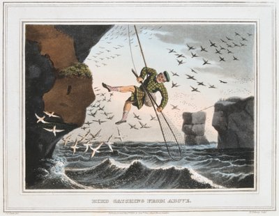 Cattura di uccelli dall