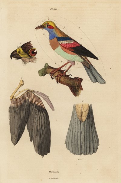 Anatomia degli uccelli, becco, ala, coda, piume da Unbekannt