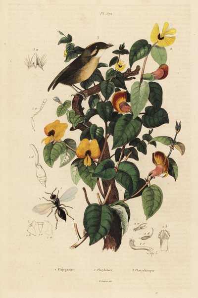 Gnatcatcher dalle guance nere, pisello dolce e vespa Inostemma boscii da Unbekannt