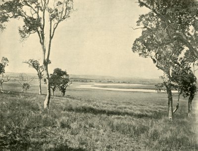 Laguna del Cigno Nero, vicino a Warwick, Queensland, 1901 da Unbekannt