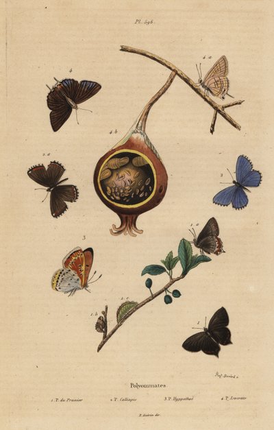 Farfalla nera, Satyrium pruni 1, farfalla blu comune, Polyommatus icarus 2, rame con bordo viola, Lycaena hippothoe 3, e guava blu comune, Virachola isocrates 4 da Unbekannt