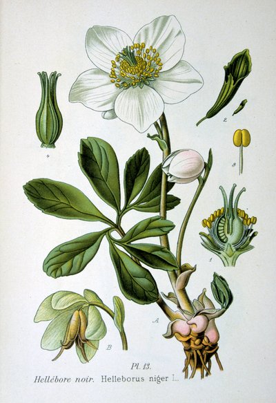 Elleboro nero, 1893 da Unbekannt