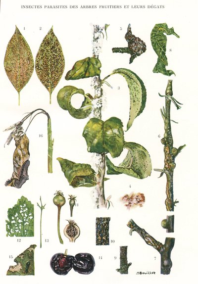 Tavola botanica / Parassiti degli alberi da frutto da Unbekannt