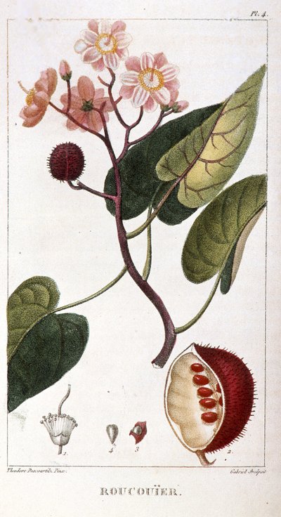 Tavola botanica/Bixa orellana/Rocuyer da Unbekannt
