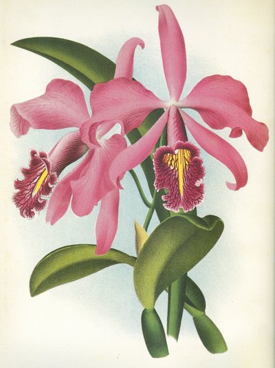 Tavola botanica/Cattleya maxima var. Malouana/Lindenia da Unbekannt