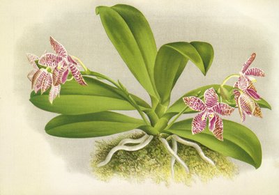 Tavola botanica: Phalaenopsis luddemanniana da Unbekannt
