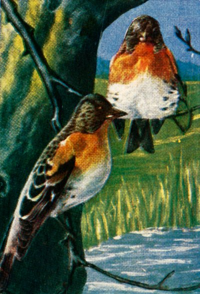 Fringuelli, c1928 da Unbekannt