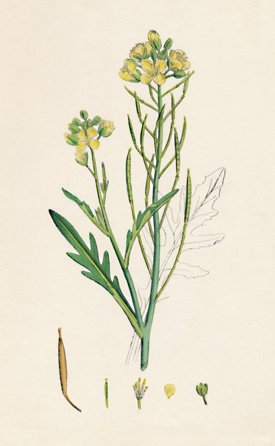 Brassica tenuifolia. Rucola selvatica, XIX secolo da Unbekannt