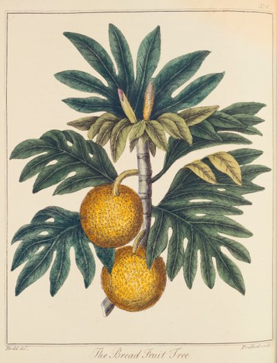 Frutto del pane Artocarpus incisus da Unbekannt
