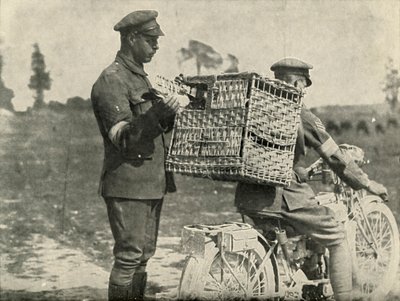 Piccioni viaggiatori dell