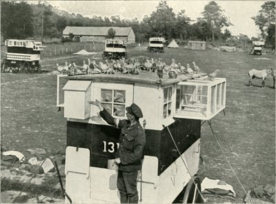 Piccioni viaggiatori dell