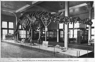Scheletro di Brontosauro, Museo Americano di Storia Naturale, New York, USA, primi XX secolo da Unbekannt