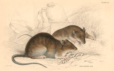 Ratto marrone Rattus rattus da Unbekannt
