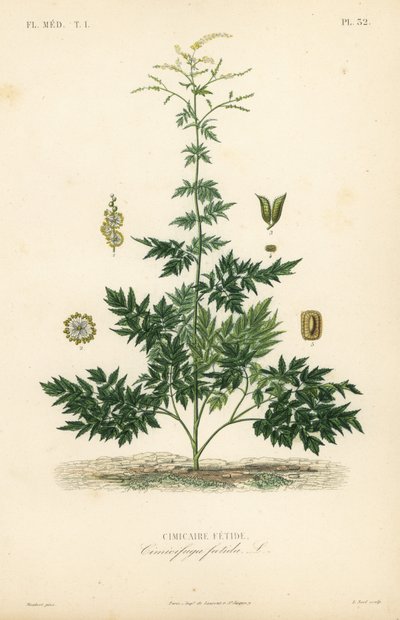 Cimicifuga o cohosh, Actaea cimicifuga, Cimicifuga foetida, Cimicaire fetide da Unbekannt