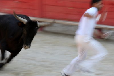 Corse camarguaise. Uno spettacolo incruento (per i tori) in cui l