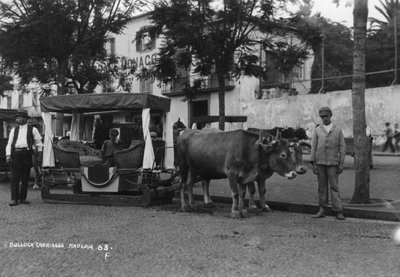 Carro di Buoi, Madeira, Portogallo, c1920-c1930 da Unbekannt