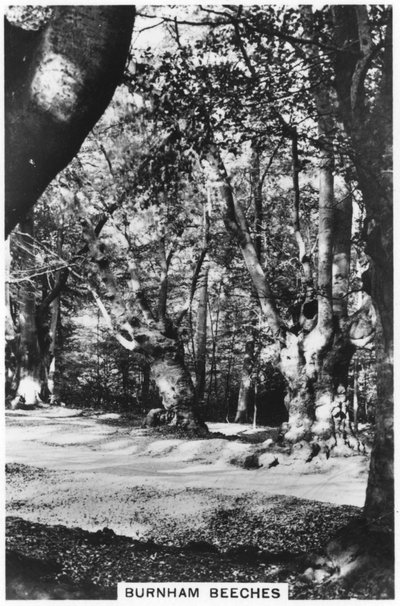 Burnham Beeches, Buckinghamshire, 1937 da Unbekannt