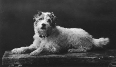 Cesare, il cane preferito di Re Edoardo, XX secolo da Unbekannt