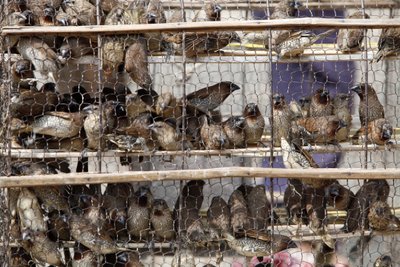 Uccelli in gabbia, Udong, Cambogia da Unbekannt