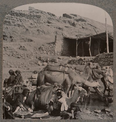 Carovana di cammelli da Jerash, che si abbevera alla Fontana di Elisha, c1900 da Unbekannt