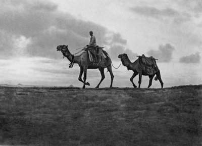 Cammelli nel deserto fuori Il Cairo, Egitto da Unbekannt