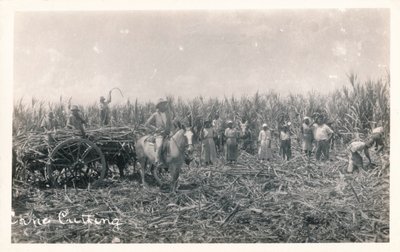 Taglio della canna, c1930 da Unbekannt