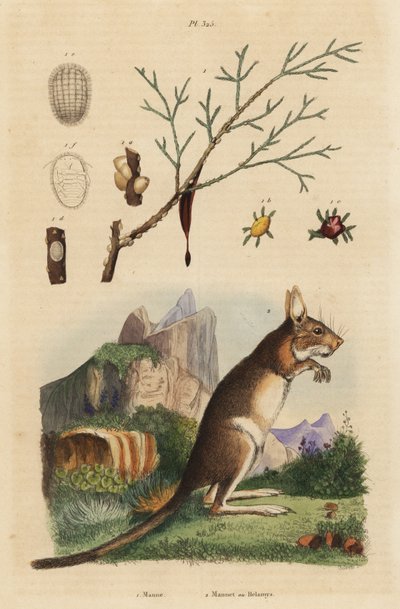 Lepre del Capo, Lepus capensis, e frassino da manna, Fraxinus ornus da Unbekannt
