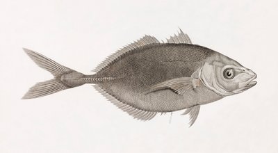 Caranx Lune, primo piano da Unbekannt