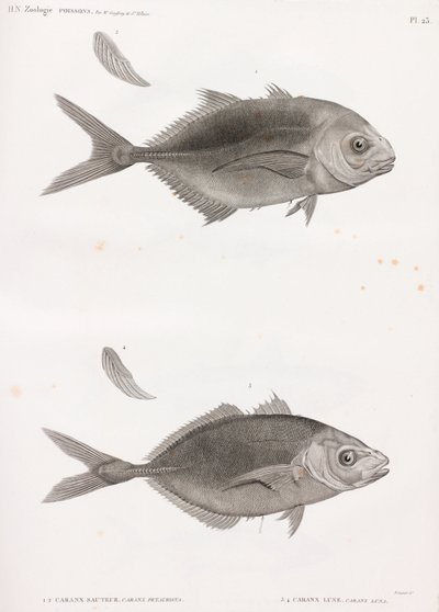 Caranx Sauteur e Caranx Lune da Unbekannt