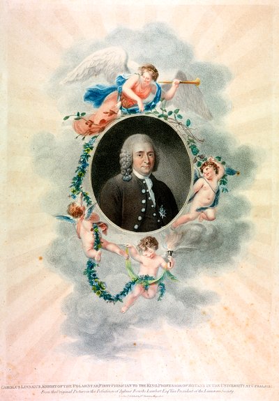 Carolus Linnaeus, naturalista e medico svedese da Unbekannt