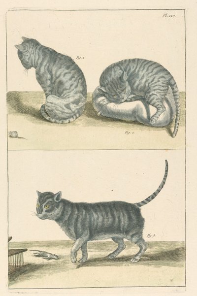 Gatti da Unbekannt